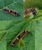 Eilema sororcula